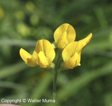 Yellow Vetchling (Lathyrus pratensis) flowers