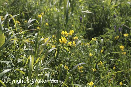 Yellow Vetchling (Lathyrus pratensis) plants