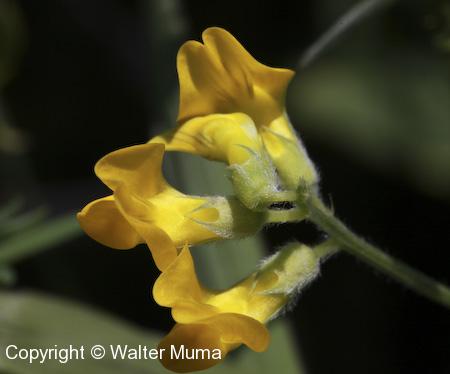 Yellow Vetchling (Lathyrus pratensis) flowers