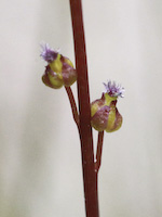 Arrowgrass, Marsh (Triglochin palustris) flowers