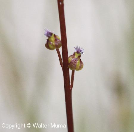 Marsh Arrowgrass (Triglochin palustris) flowers