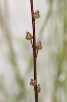 Arrowgrass, Marsh (Triglochin palustris)