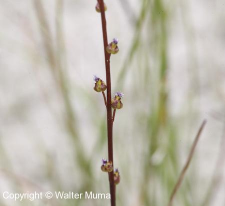 Marsh Arrowgrass (Triglochin palustris) flower stalk