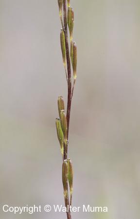 Marsh Arrowgrass (Triglochin palustris) seeds forming
