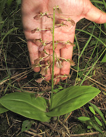 Purple Twayblade (Liparis liliifolia)