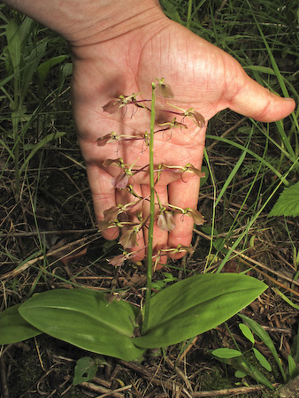 Purple Twayblade (Liparis liliifolia) plant