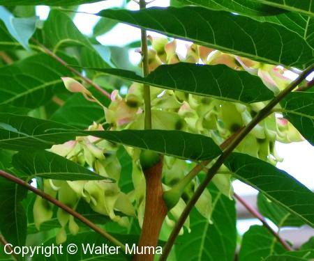 Ailanthus (Ailanthus altissima)