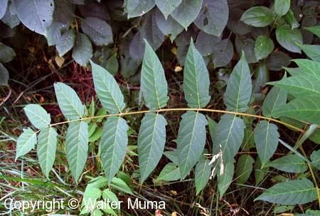 Ailanthus (Ailanthus altissima)