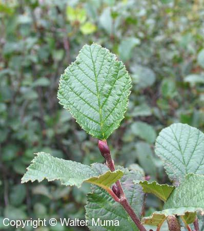 Green Alder (Alnus viridis)