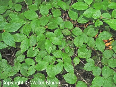Downy Arrowwood (Viburnum rafinesquianum)