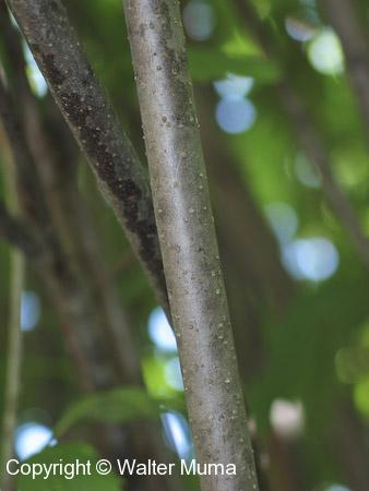 Smooth Arrowwood (Viburnum recognitum)