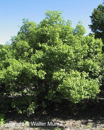Smooth Arrowwood (Viburnum recognitum)
