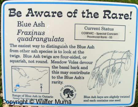 Blue Ash (Fraxinus quadrangulata)