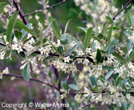 Autumn Olive (Elaeagnus umbellata)