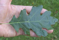 Shumard Oak (Quercus shumardii)