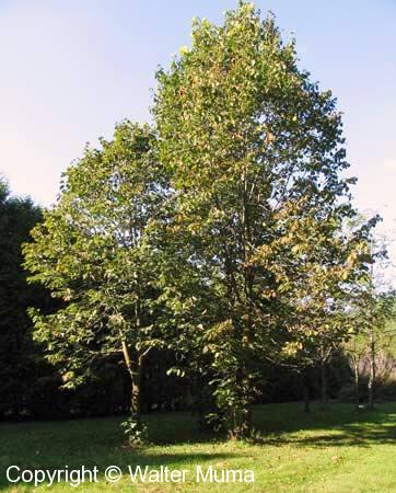 Basswood (Tilia americana)