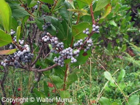 Bayberry (Morella pensylvanica)
