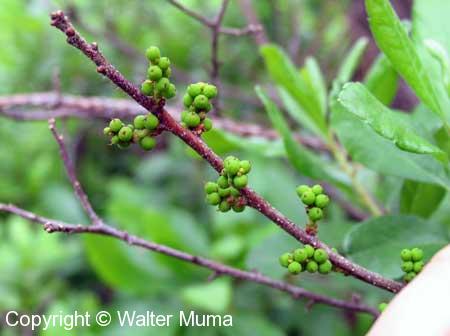 Bayberry (Morella pensylvanica)