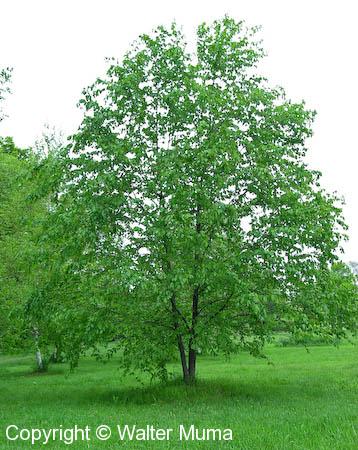 Cherry Birch (Betula lenta)
