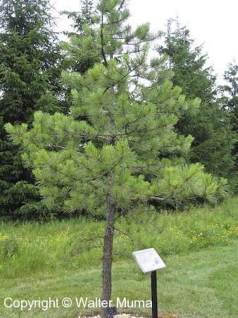 Pitch Pine (Pinus rigida)
