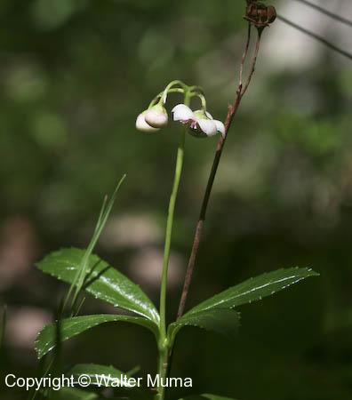 Pipsissewa (Chimaphila umbellata)