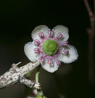 Pipsissewa (Chimaphila umbellata) flowers