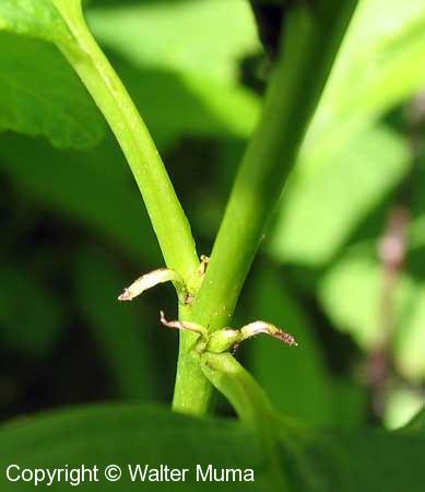 Alder-leaved Buckthorn (Rhamnus alnifolia)