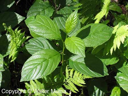 Alder-leaved Buckthorn (Rhamnus alnifolia)