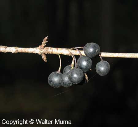 Common Buckthorn (Rhamnus cathartica)