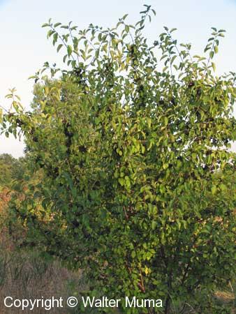 Common Buckthorn (Rhamnus cathartica)