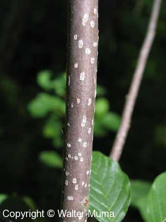 Glossy Buckthorn (Frangula alnus)