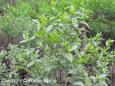 Buttonbush (Cephalanthus occidentalis)