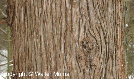 Eastern White Cedar (Thuja occidentalis)