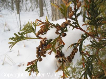 Eastern White Cedar (Thuja occidentalis)