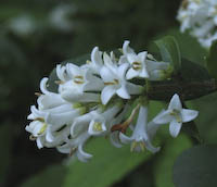 Privet (Ligustrum vulgare) flowers