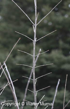 Privet (Ligustrum vulgare)
