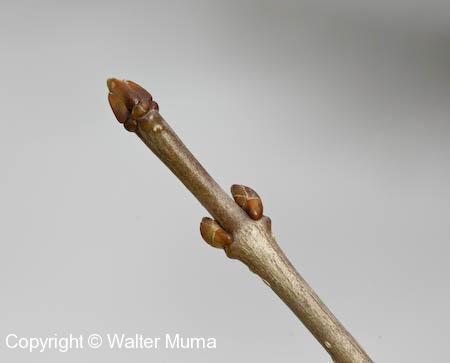 Privet (Ligustrum vulgare)