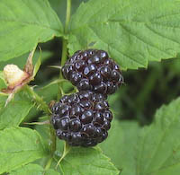 Raspberry, Black (Rubus occidentalis)