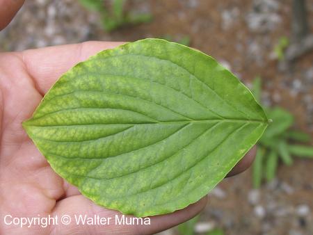 Flowering Dogwood (Cornus florida) leaf
