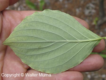 Flowering Dogwood (Cornus florida) leaf