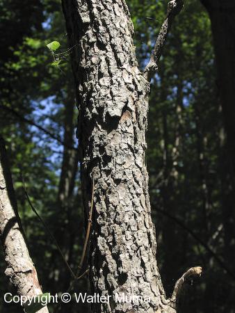 Flowering Dogwood (Cornus florida) trunk and bark