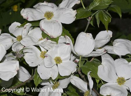 Flowering Dogwood (Cornus florida) flowers