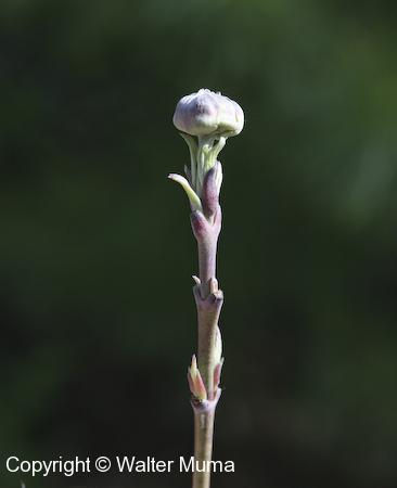 Flowering Dogwood (Cornus florida) flower bud
