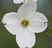 Dogwood, Flowering (Cornus florida) flowers