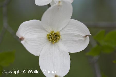 Flowering Dogwood (Cornus florida) flower