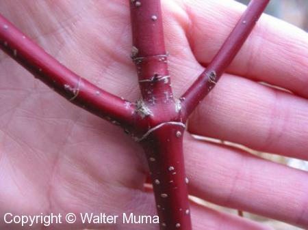 Red Osier Dogwood (Cornus stolonifera)