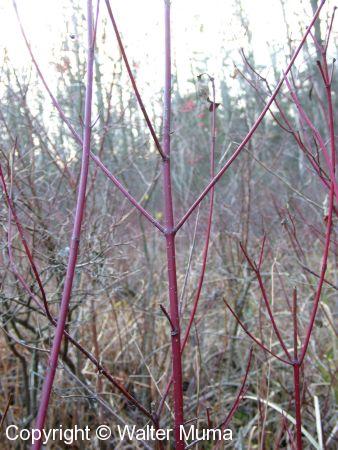 Red Osier Dogwood (Cornus stolonifera)