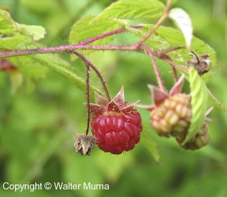 Wild Red Raspberry (Rubus idaeus)