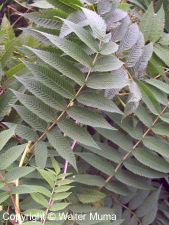 False Spirea (Sorbaria sorbifolia)