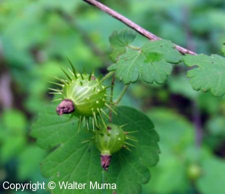 Prickly Gooseberry (Ribes cynosbati)